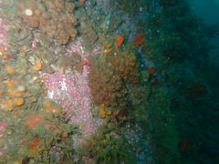 Eunephthya thyrsoidea