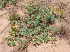 Senna italica arachoides