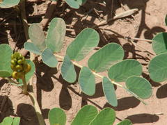 Senna italica arachoides