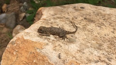 Agama bibronii