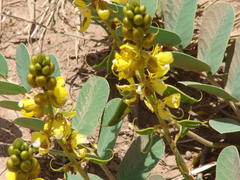 Senna italica arachoides