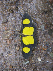 Cyllopoda jatropharia