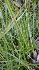 Carex phalaroides