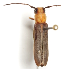 Dylobolus rotundicollis