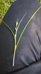 Carex phalaroides