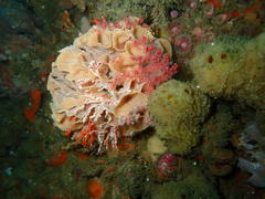 Melithaea rubra