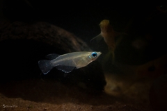 Oryzias dancena