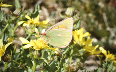Colias meadii