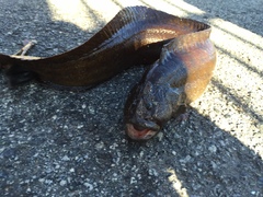 Cebidichthys violaceus