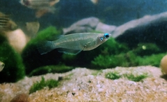 Oryzias dancena