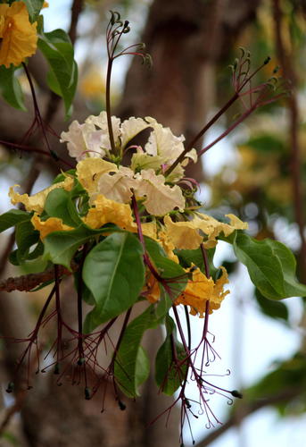 Euadenia