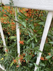 Pyracantha coccinea