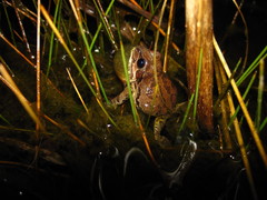 Pseudacris streckeri