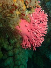 Stylaster nobilis