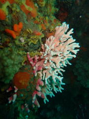Stylaster nobilis