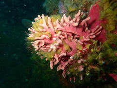 Stylaster nobilis