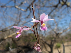 Barkeria shoemakeri