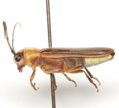 Dylobolus rotundicollis