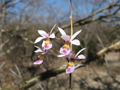 Barkeria shoemakeri