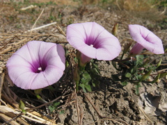Ipomoea batatas apiculata