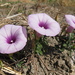 Ipomoea batatas apiculata - Photo (c) Alberto González-Gallina, some rights reserved (CC BY-NC), uploaded by Alberto González-Gallina