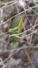 Steropleurus andalusius