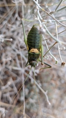 Steropleurus andalusius