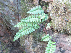 Polypodium hesperium
