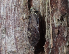 Psocetae