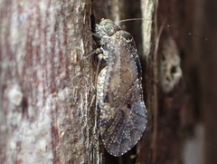 Psocetae