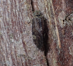 Psocetae
