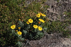 Senecio arniciflorus