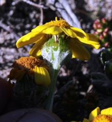 Senecio arniciflorus
