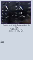 Ceratophysella denticulata