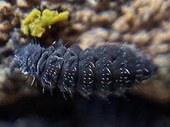 Ceratophysella denticulata