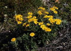 Senecio arniciflorus