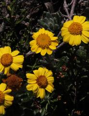 Senecio arniciflorus