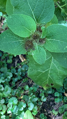 Arctium minus