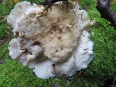 Antrodiella pallescens