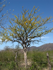 Haematoxylum brasiletto