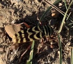 Megacyllene angulifera