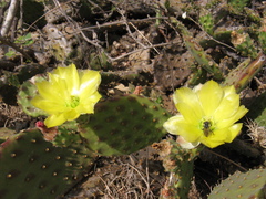 Opuntia decumbens