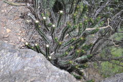 Euphorbia heptagona