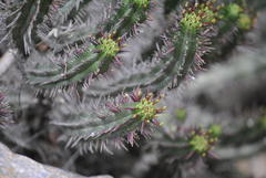 Euphorbia heptagona