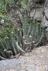 Euphorbia heptagona