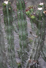 Euphorbia heptagona