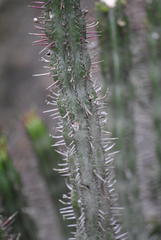 Euphorbia heptagona