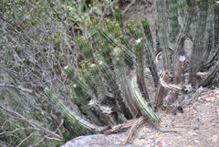Euphorbia heptagona