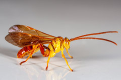 Neotheronia bicincta