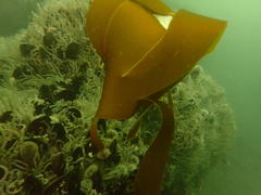 Laminaria pallida